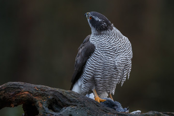 The northern goshawk in a forest with a dark background with a prey.