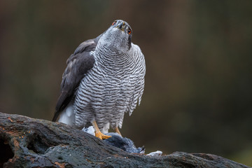 The northern goshawk in a forest with a dark background with a prey.