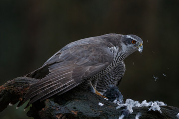 The northern goshawk in a forest with a dark background with a prey.