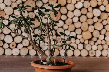 Green bush plants Crassula on background of stacked firewood