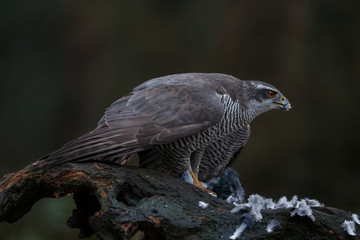 The northern goshawk in a forest with a dark background with a prey.
