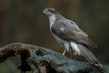 The northern goshawk in a forest with a dark background with a prey.