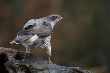 The northern goshawk in a forest with a dark background with a prey.