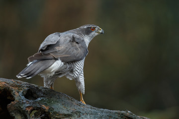 The northern goshawk in a forest with a dark background with a prey.