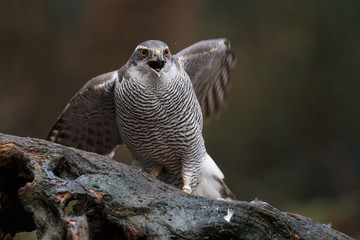 The northern goshawk in a forest with a dark background with a prey.