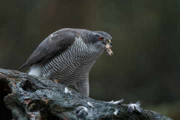 The northern goshawk in a forest with a dark background with a prey.