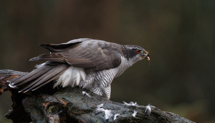 The northern goshawk in a forest with a dark background with a prey.