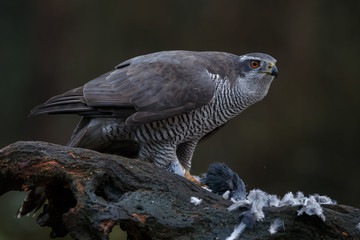 The northern goshawk in a forest with a dark background with a prey.