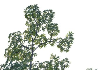 Tropical tree leaves on white isolated background for green foliage backdrop 