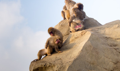 Japanese Macaque looking at camera while being groomed by its tribemate 