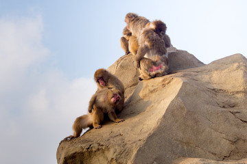 Japanese Macaque looking at camera while being groomed by its tribemate 