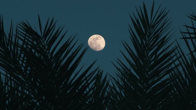 palm leaves silhouettes with full moon on background, Tropical night. Full moon and palm leaf abstract background. Copy space of nature environment and travel adventure concept. Vintage tone filter