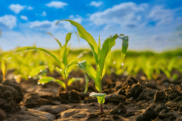 Green corn field in agricultural garden and blue sky with clouds