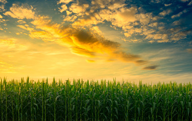 green corn field in the agricultural garden with the sky in evening light shines sunset