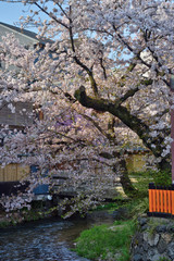 白川の桜