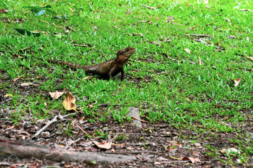 Lizard on the grass
