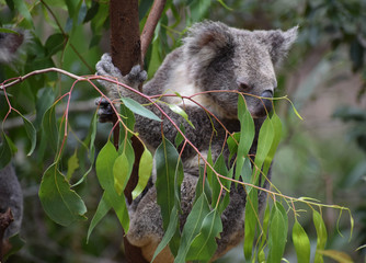 koala in a tree © Mike