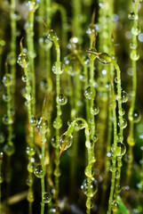 Green moss in dew drops close up