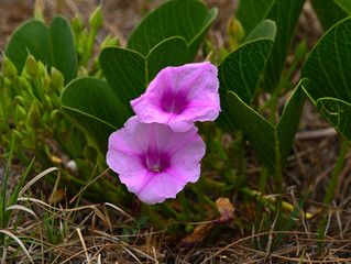purple flower in the garden