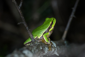 Green frog on a branch on a dark background