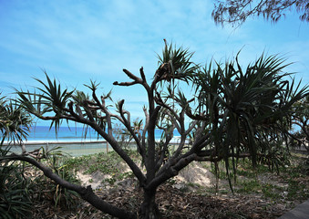 tree on the gold coast 