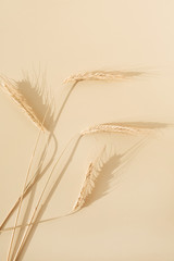 Ears of rye, wheat on pastel beige background. Flat lay, top view minimal organic healthy raw food...