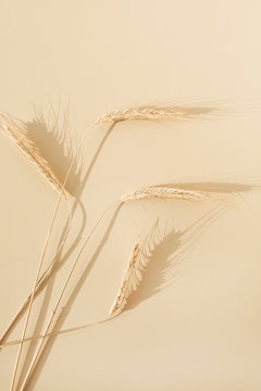 Ears Of Rye, Wheat On Pastel Beige Background. Flat Lay, Top View Minimal Organic Healthy Raw Food Concept.