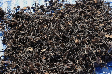 漢方薬の原料、キノコ