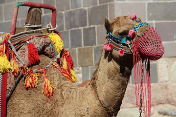 A beautiful camel used to carry loads