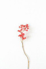 One red wildflower on white background. Minimal floral Valentine's Day holiday concept.