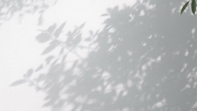 closeup the motion of shadows leaf with blowing wind on a white wall background.