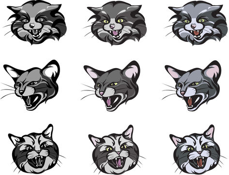 Cats, cat head image, various images, poses, color images