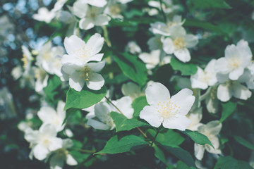 White jasmine flowers background.