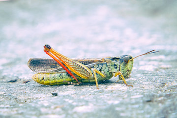 Locusts on the ground. Macro, close-up. Locust invasion. Selective focus