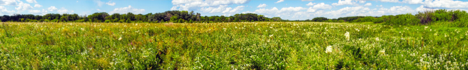 Panorama Summer meadow with flowers in front of the forest