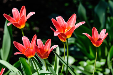 Close up of many delicate red tulips in full bloom in a sunny spring garden, beautiful  outdoor floral background