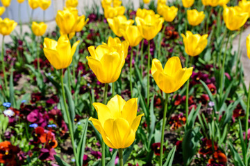 Close up of many delicate yellow tulips in full bloom in a sunny spring garden, beautiful  outdoor floral background