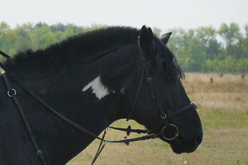 Portrait of a black horse in a bridle and trimmed mane