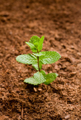 Textured background of green plant surface