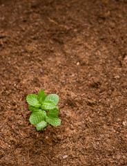 Young plant shining from the ground - Top view