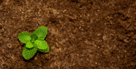 Young plant shining from the ground - Top view