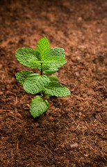 Young plant shining from the ground - Top view