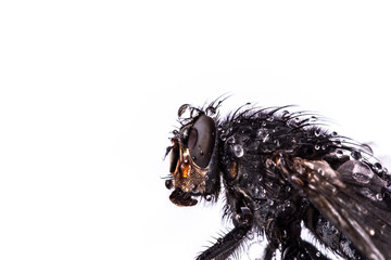 Side view of house fly