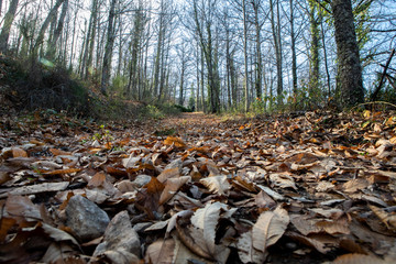 Obraz premium Camino en el Puerto de Honduras en Extremadura