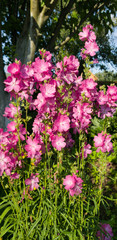 Fototapeta premium flowers in the garden