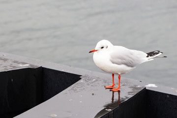 a shot of a white gull on a background of water and a pier in the background