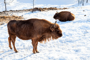 Two female large brown bisons or wall street bulls stands on the snow near the hay. An endangered species of animals listed in the Red Book.