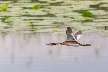 one great crested grebe (podiceps cristatus) flying over pond