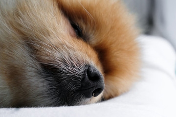 closeup Puppy nose, Pomeranian sleeping on the pillow.