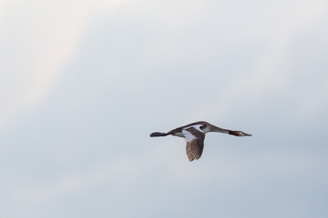 great crested grebe (podiceps cristatus) in flight